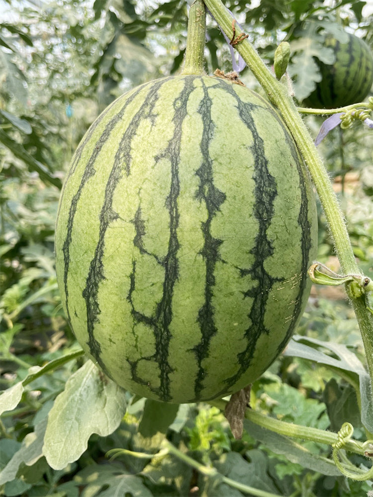Sugar Globe Petite Watermelons