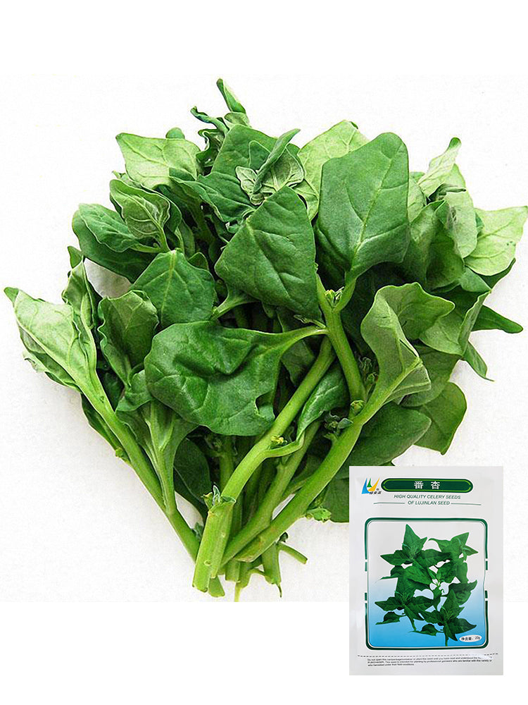 New Zealand Spinach