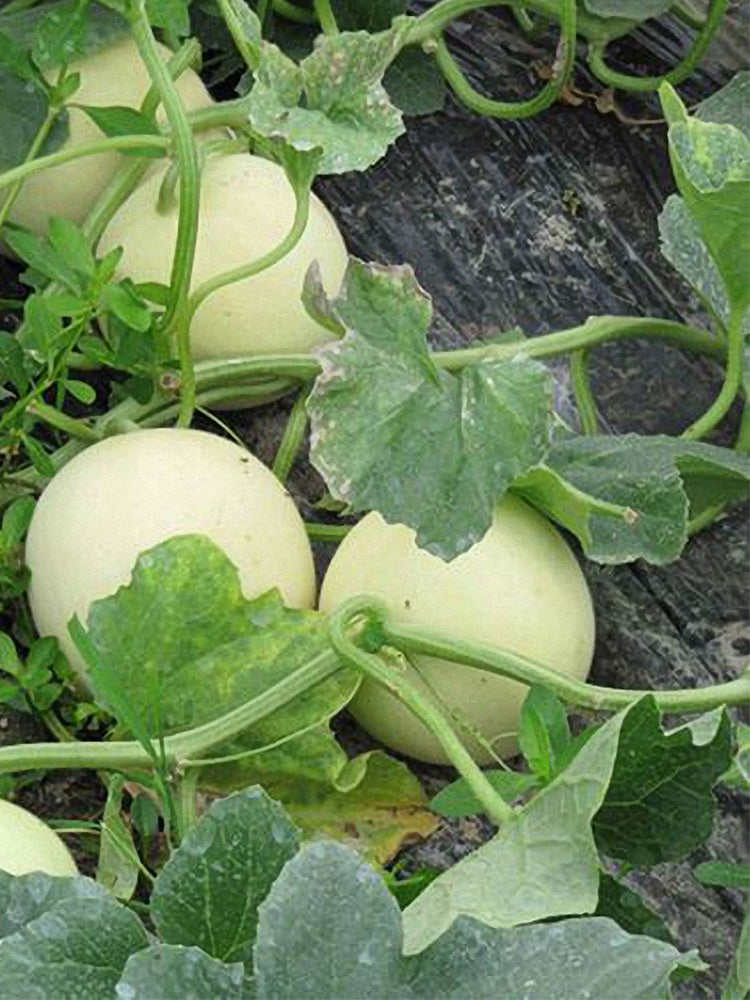 White Honey Jar Melon Hybrid
