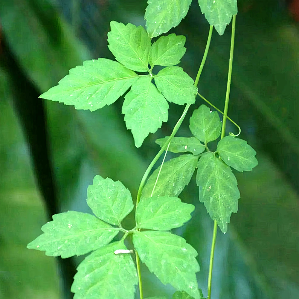 Bellfarm® Gynostemma pentaphyllum Seeds – MUCIAKIE