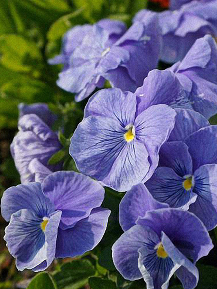 Super Bingo Series Blue Pansy (Viola × wittrockiana)