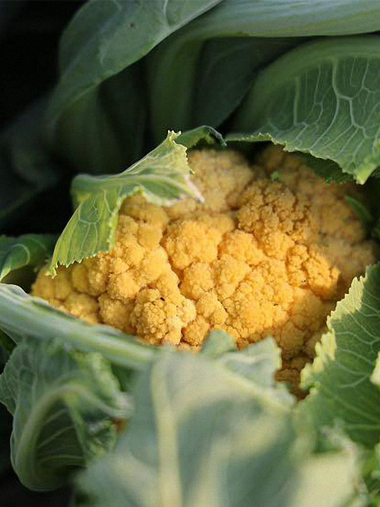 Golden Cauliflower (Brassica oleracea var. Botrytis)