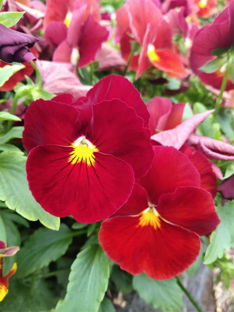Super Bingo Series Red Pansy (Viola × wittrockiana)