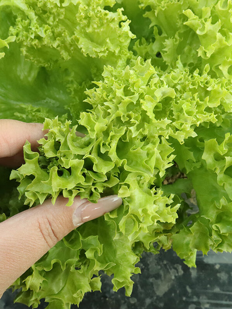 'Dasusheng' Lettuce