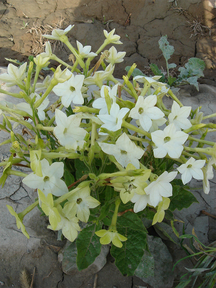 Flowering Tobacco (Nicotiana alata)