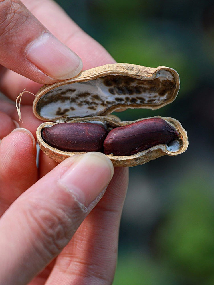 Black Peanut