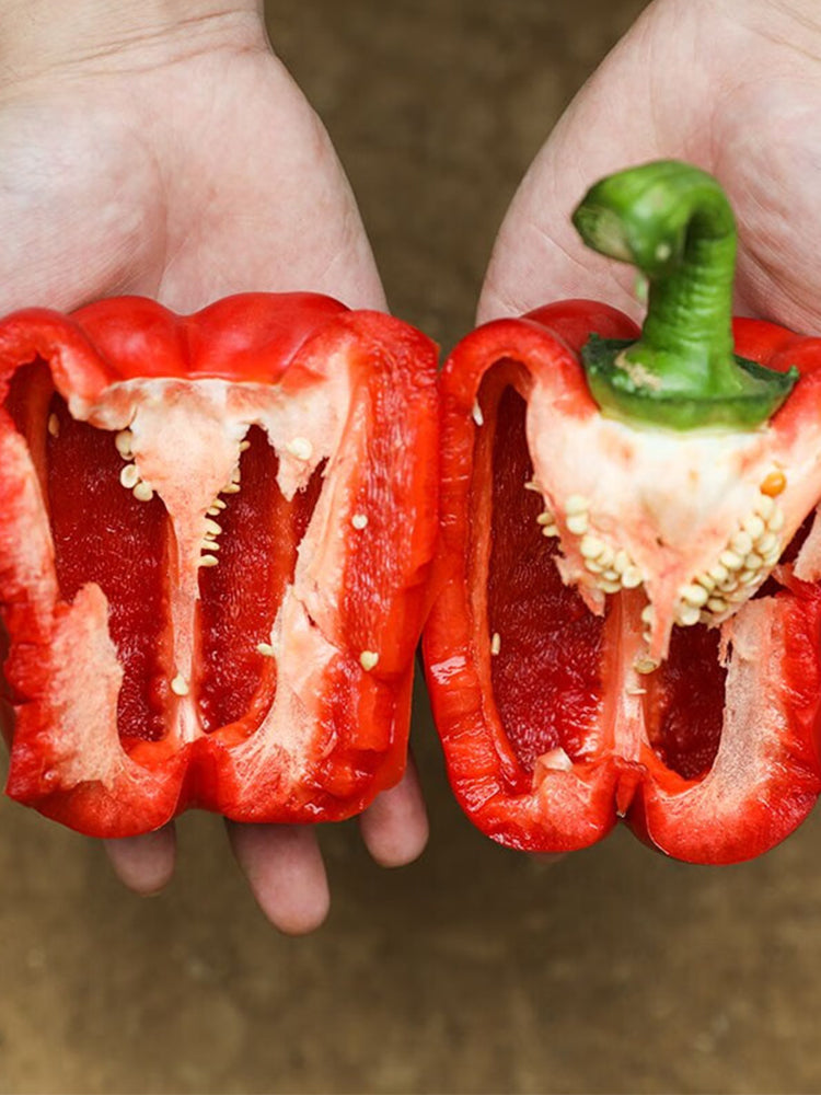 Red Lantern Sweet Pepper