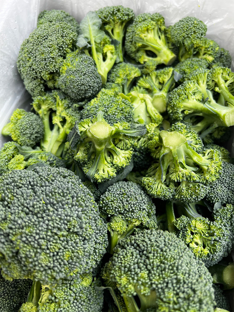 Japanese Broccoli (Brassica oleracea var. italica)