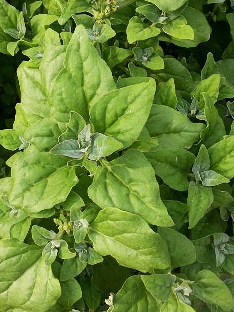 New Zealand Spinach