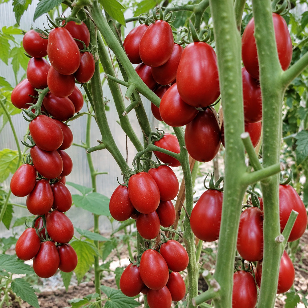 502 Chocolate Bunny Tomato