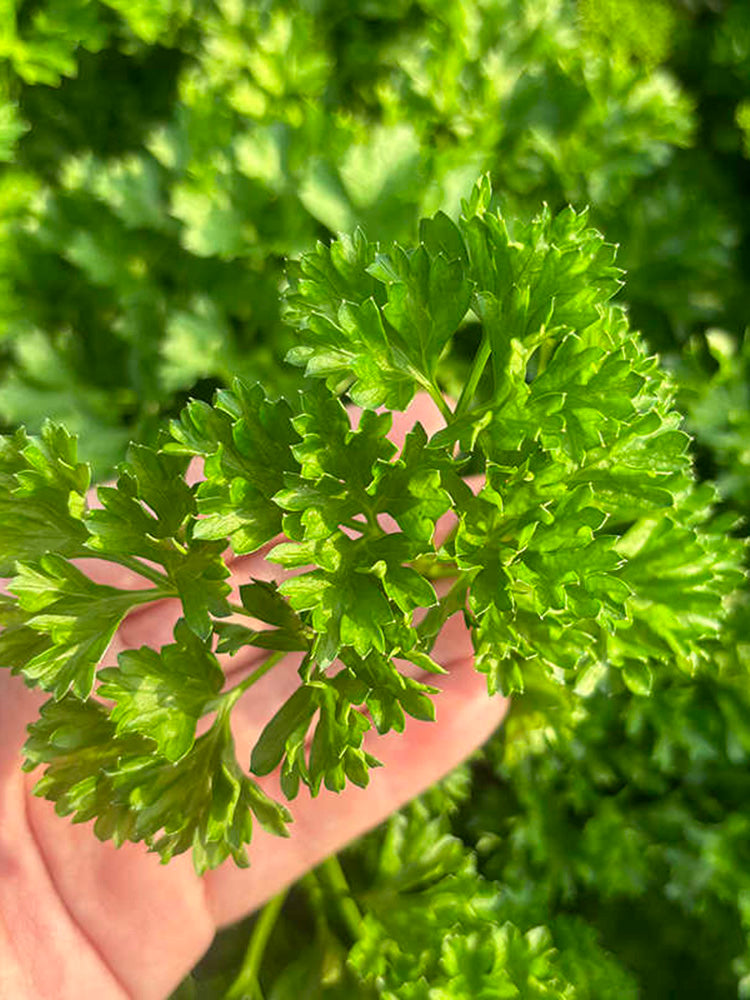 French Parsley