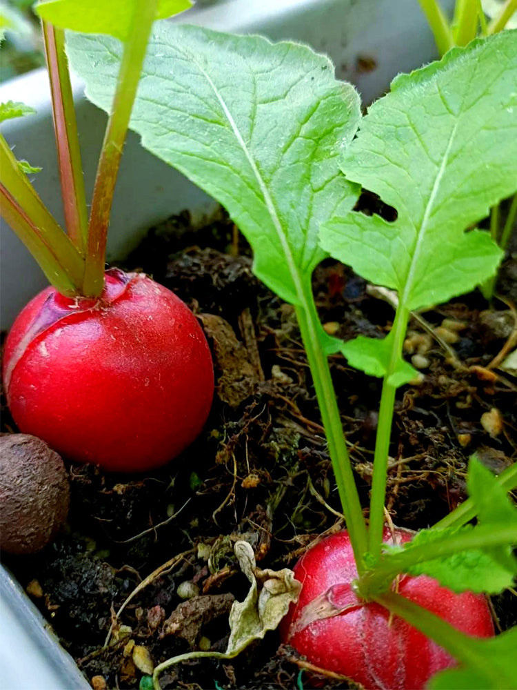 Red Cherry Radishs