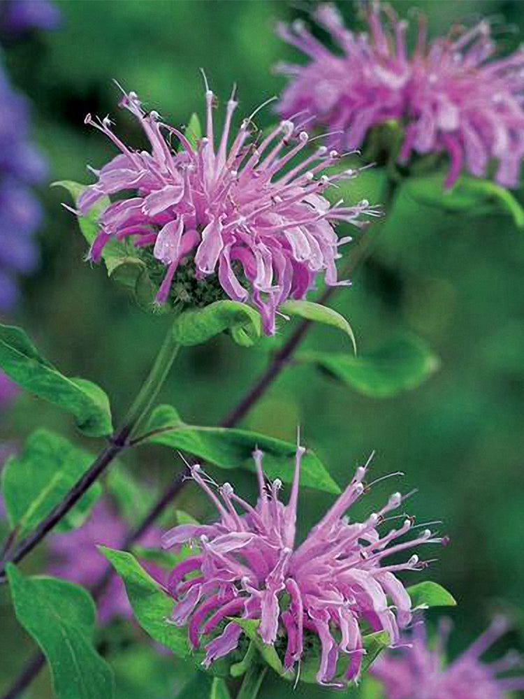 Monarda didyma
