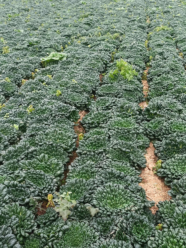 Flat Cabbage