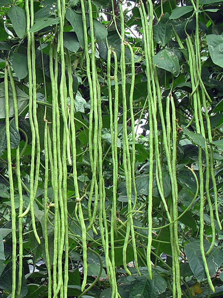 Continuously Harvestable 901 Yardlong Beans