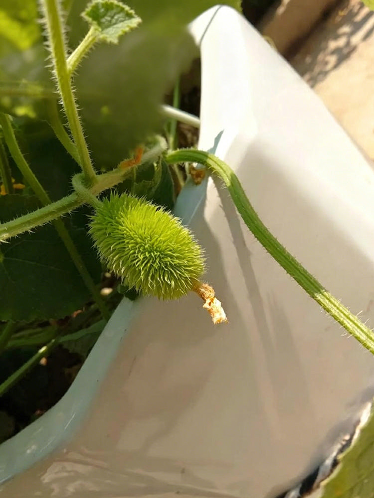 Little Hedgehog Cucumber
