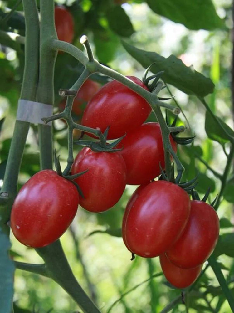 Red Saint Cherry Tomato