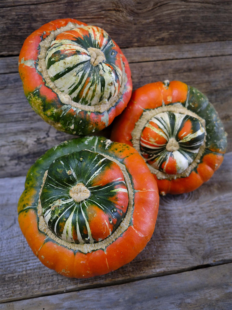 Hezhichun Turk's Turban Pumpkin