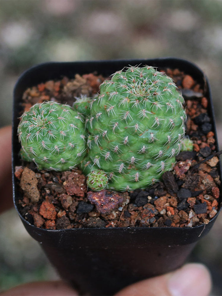 Aylostera 'Karel' Cactus