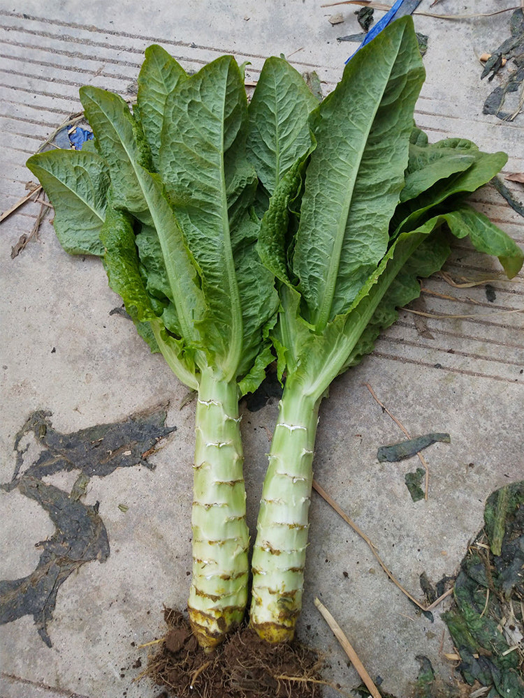Erbai Pi Stems Lettuce