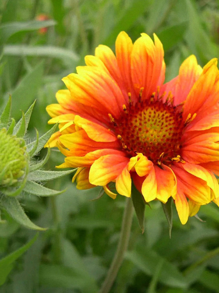 Blanket Flower (Gaillardia aristata)