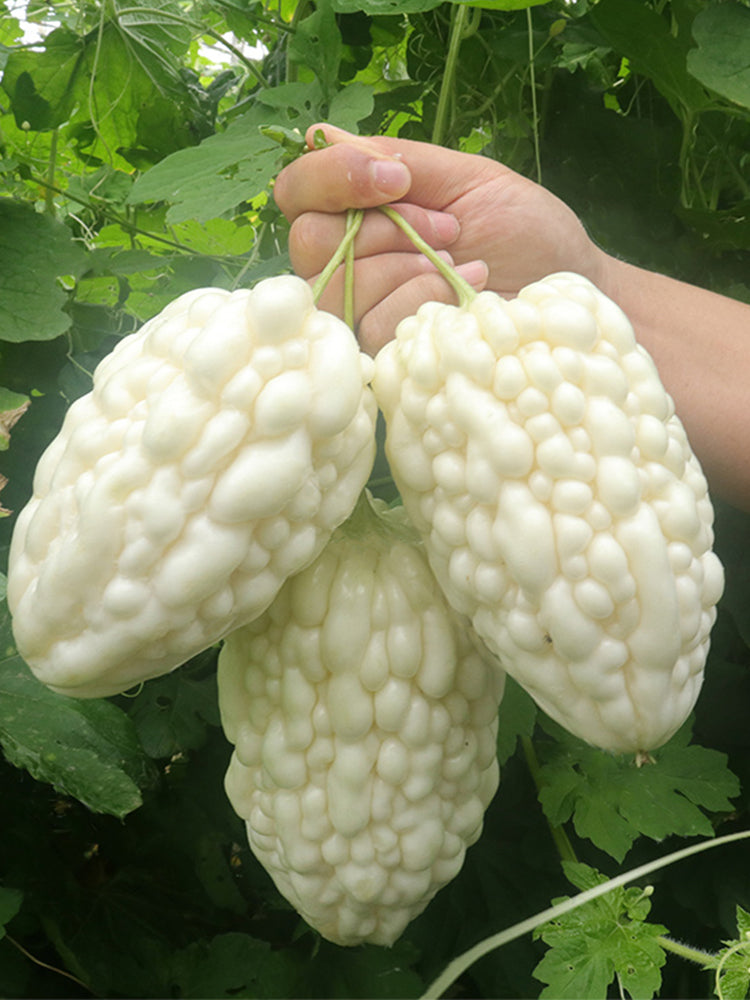 Apple-Type Bitter Melon