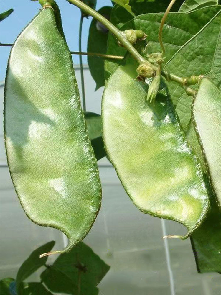 Green Hyacinth Beans