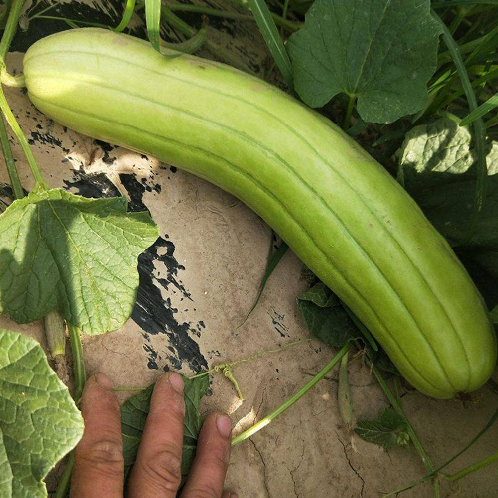 5 Bags (2g / Bag) of Qinglong Cucumber Seeds, Suitable for Raw Consumption, Pickling, and Stir-frying