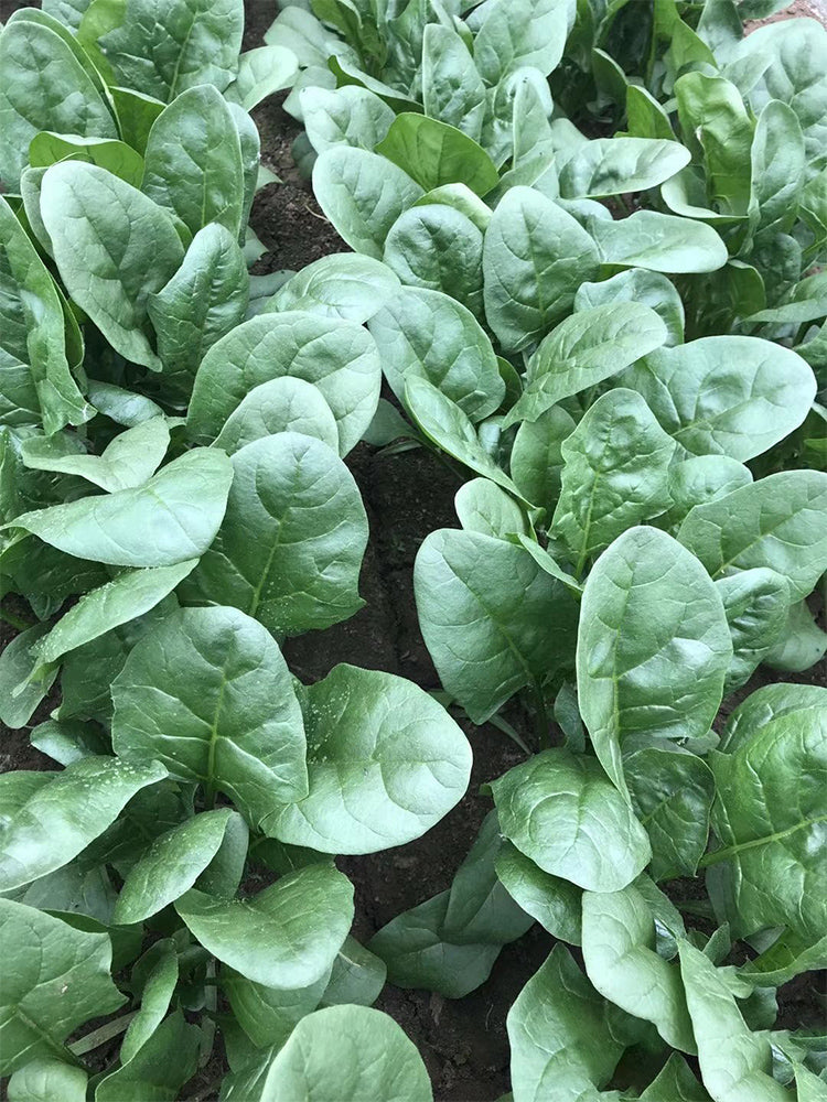 Jiannan 668 Spinachs