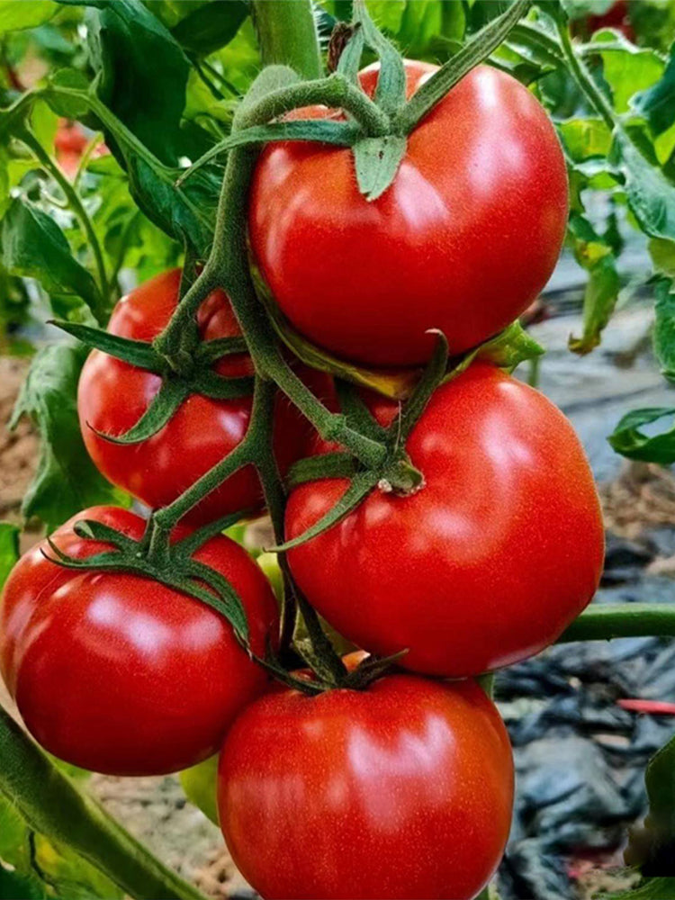 Provence Tomato