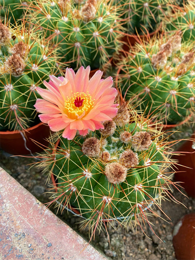 Parodia ottonis 'Pink Flower'