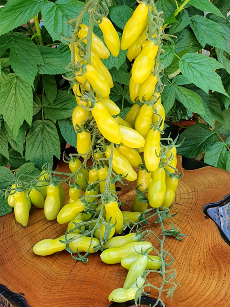 'Dancing Fingers' Tomatoes