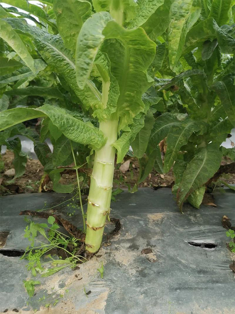 Jade Stem Lettuce