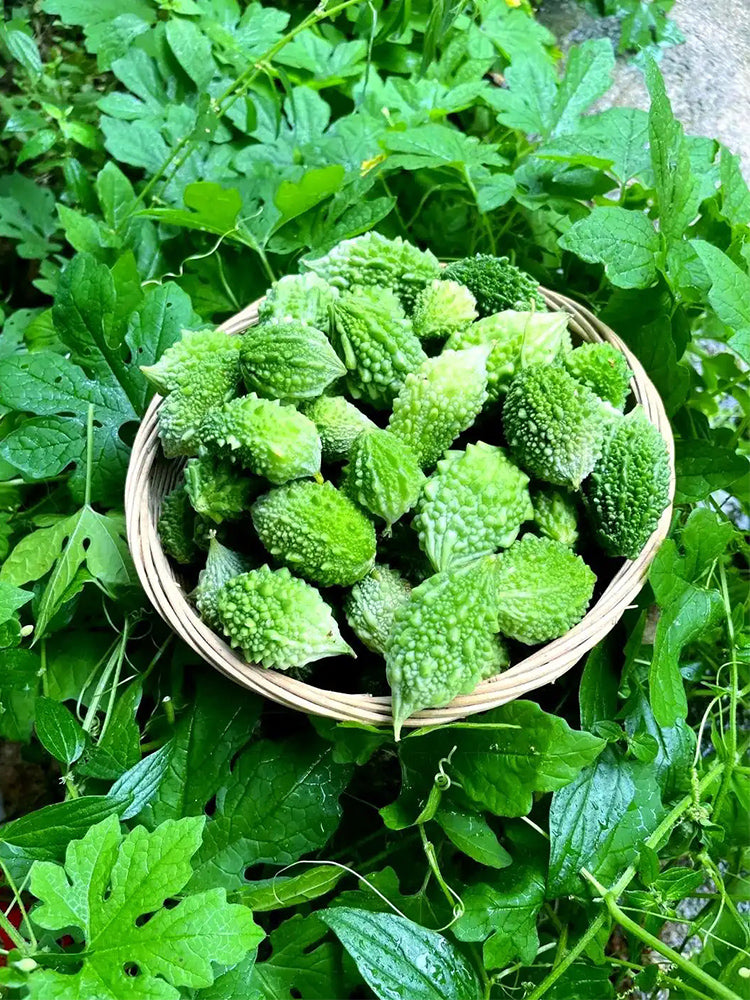 'Hei Wawa' Small Spiny Black Bitter Melon