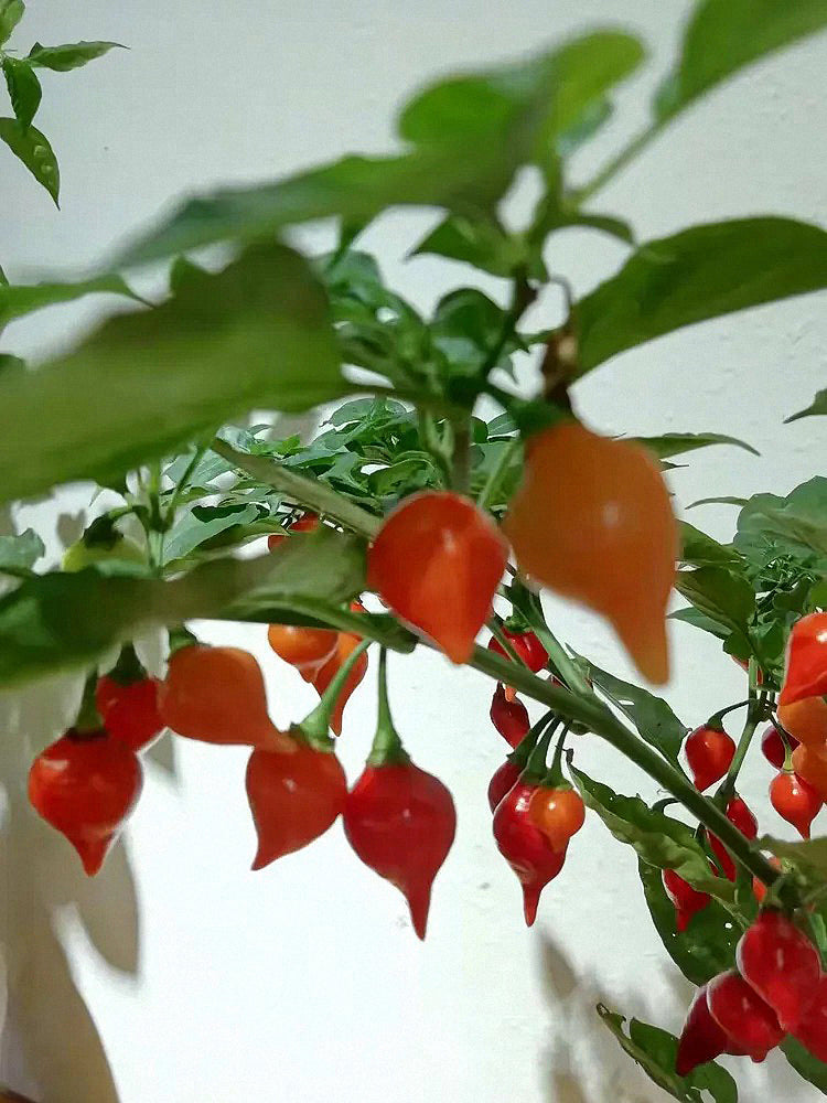 Fruit-flavored Lantern Peppers