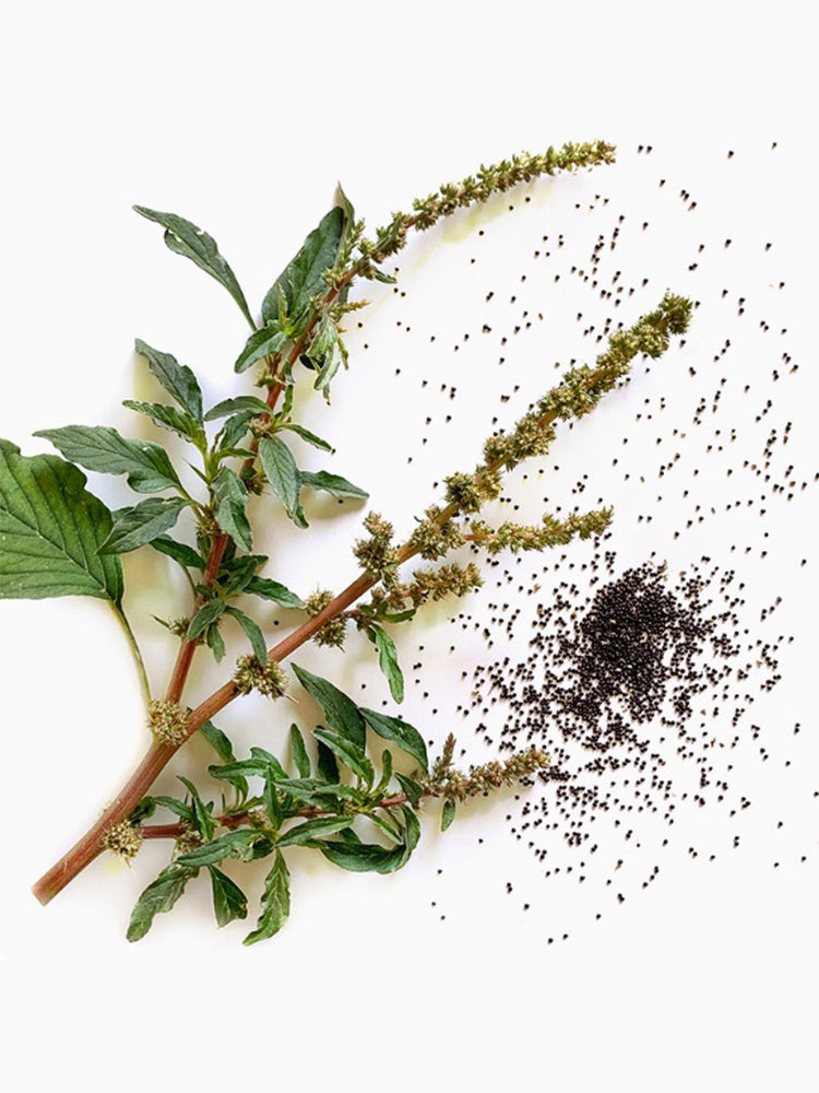 Spiny Amaranth (Amaranthus spinosus)