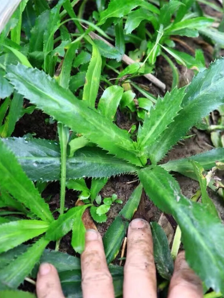 Sawtooth Coriander (Eryngium foetidum)