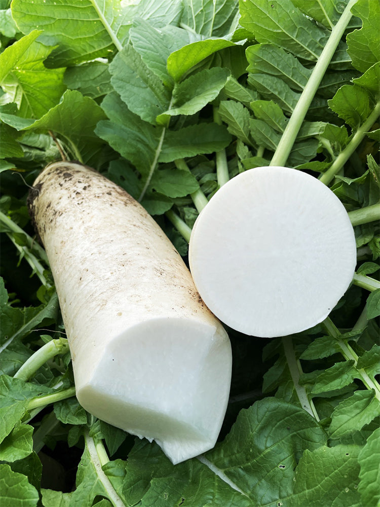 White Jade Radish F1