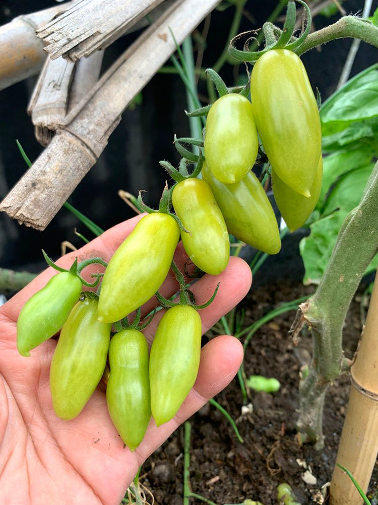'Dancing Fingers' Tomatoes
