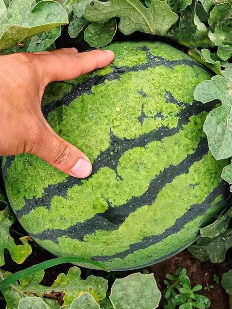 Qilin No.1 Watermelons