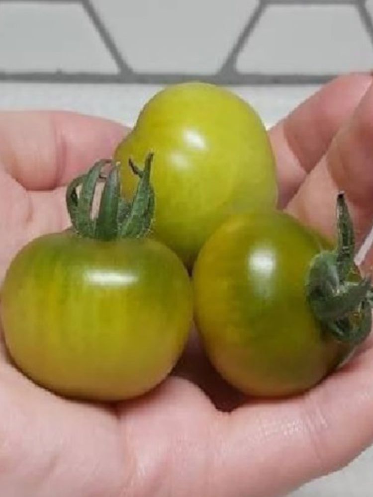 'Fat Frog' Micro Dwarf Tomato