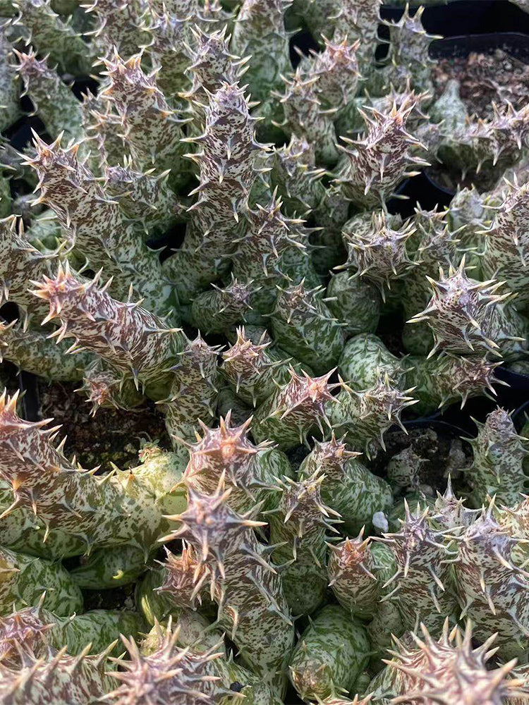 Caralluma hesperidum Live Succulent