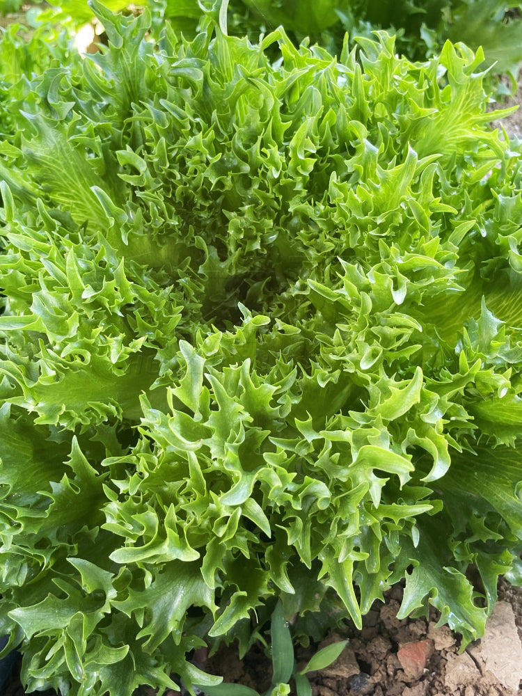 Chrysanthemum Salad Lettuce