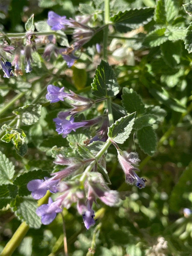 Fragrant Mint (Nepeta × faassenii)