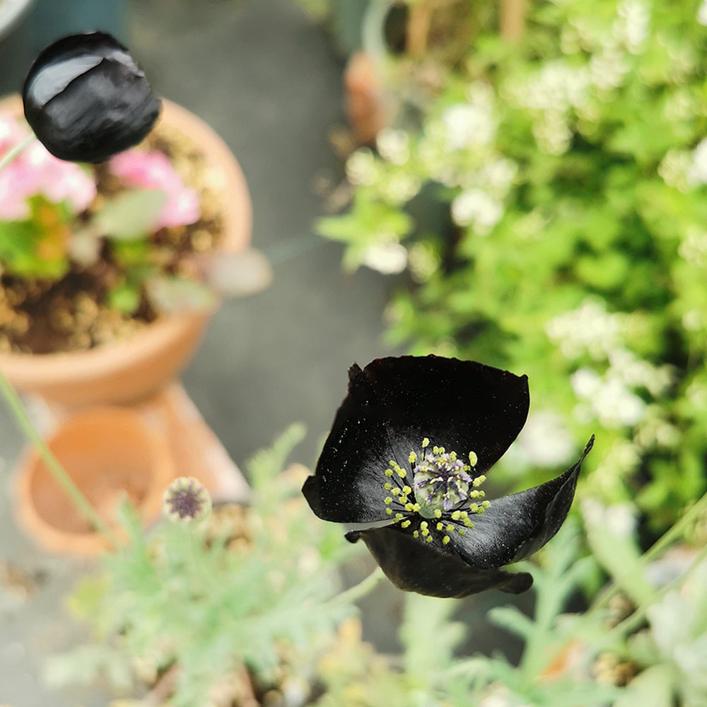 50 Seeds of Corn Poppy ‘Black Magic’