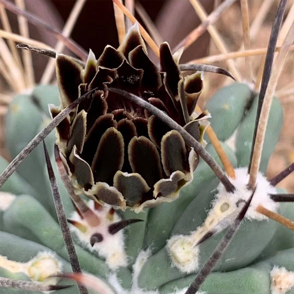 Chihuahuan Fishhook Cactus Seeds, Black Flowers, Sclerocactus uncinatus, Set of 25