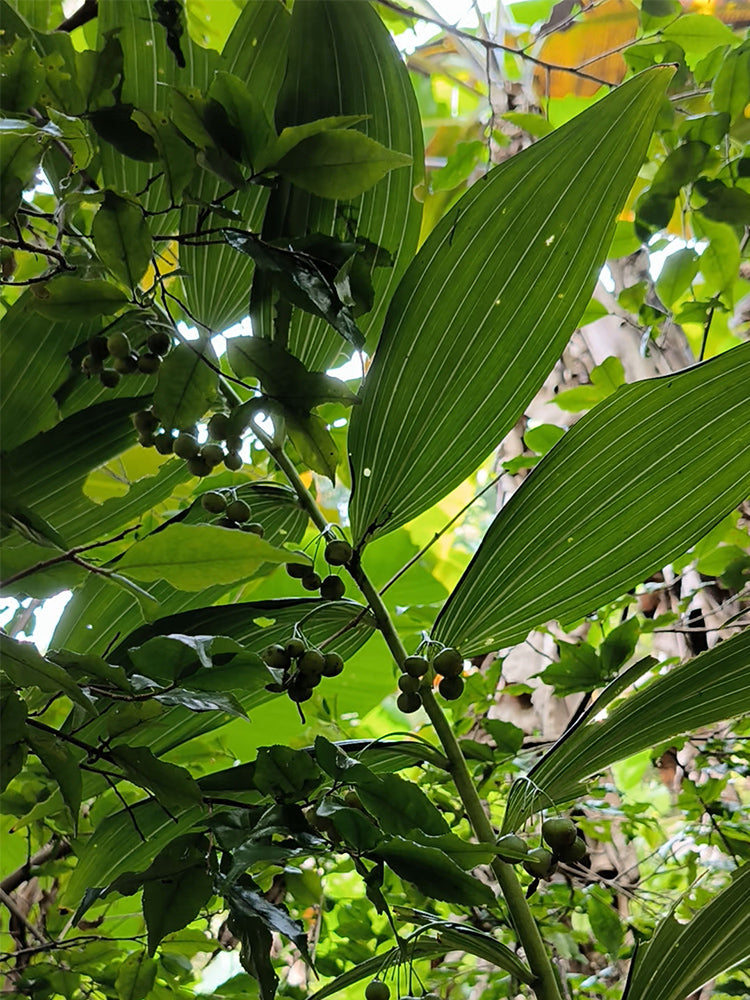 Huangjing (Polygonatum sibiricum)