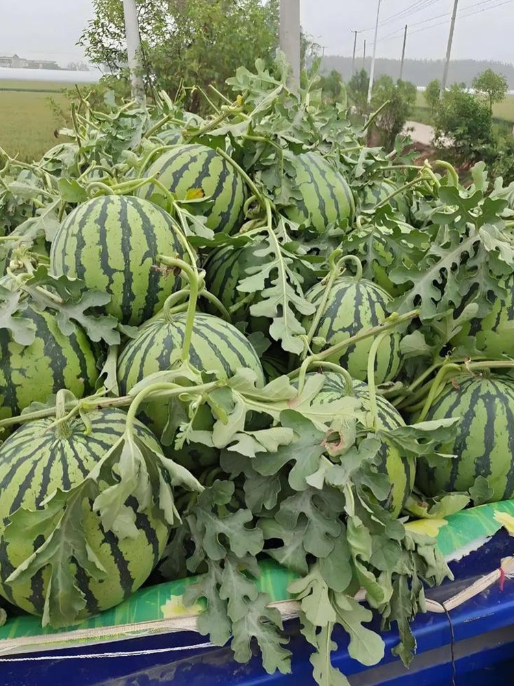 Meijia 84-24 Hybrid Watermelon