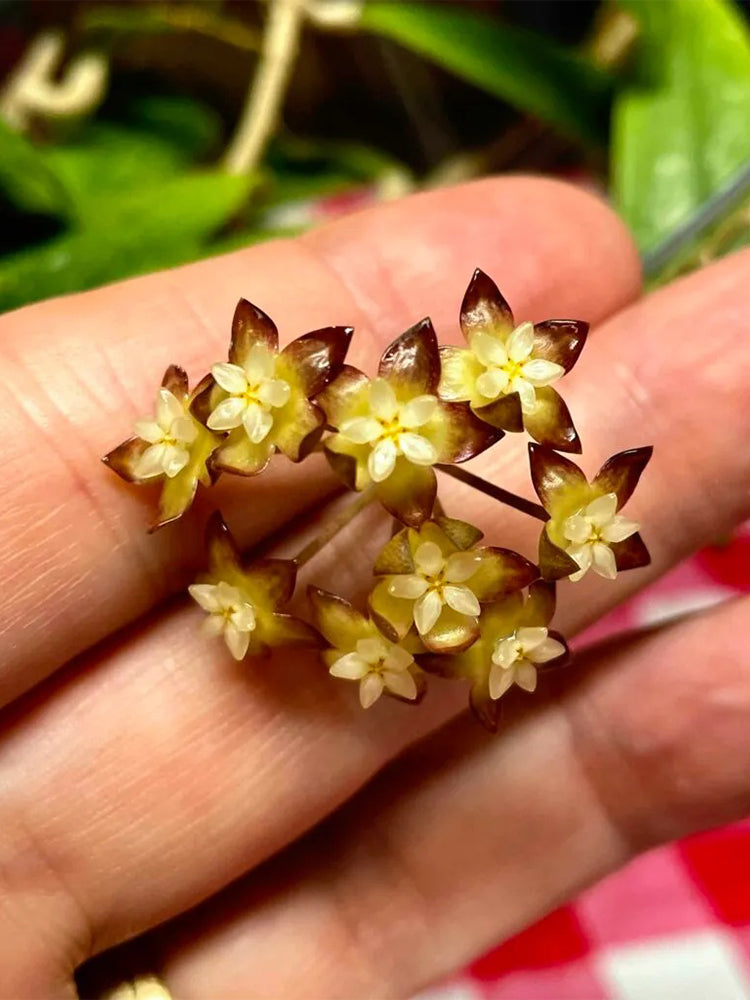 Hoya rigidifolia Unrooted Stem Cuttings