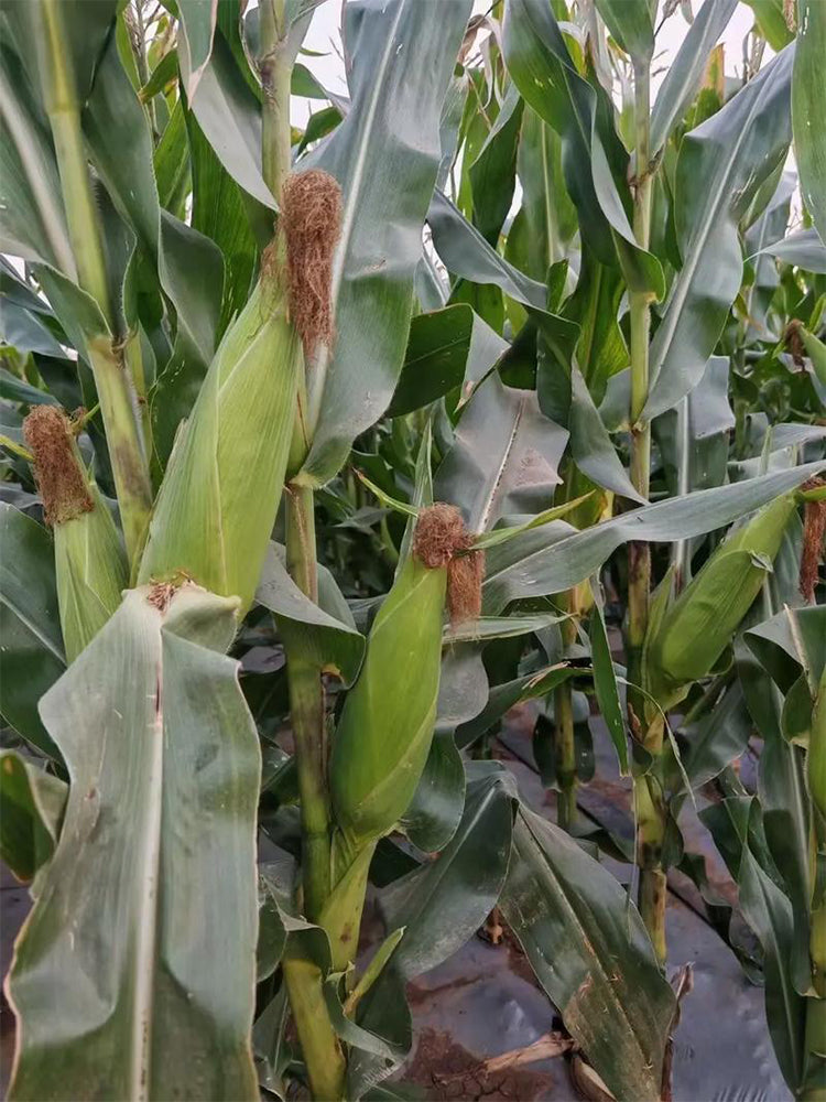 Huanuo No.2 Waxy Corn